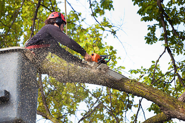 How Our Tree Care Process Works  in  Dacono, CO